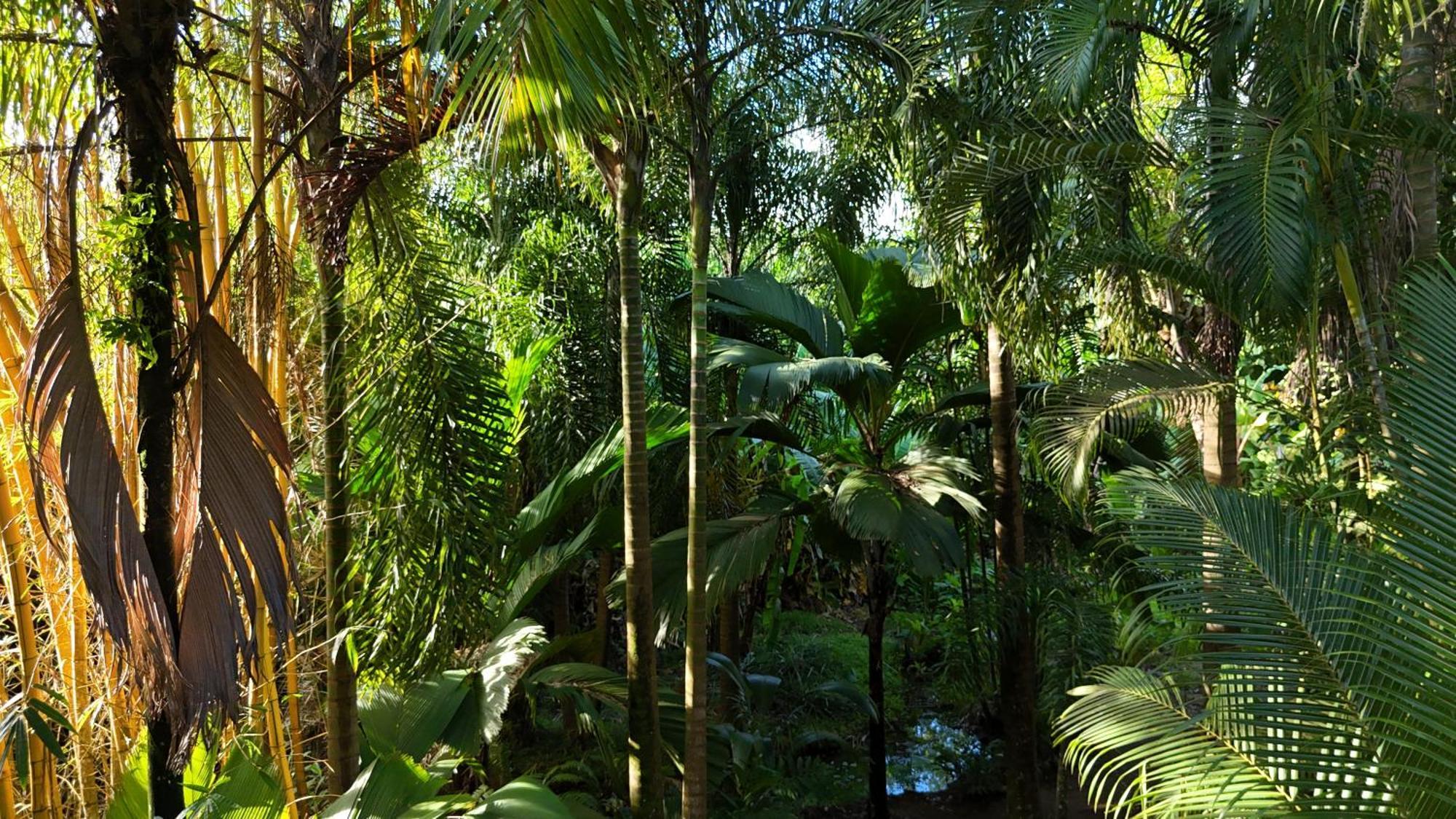 A Peace In Paradise Anse Royale Extérieur photo